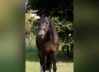 Niemiecki kuc wierzchowy, Klacz, 8 lat, 153 cm, Gniada