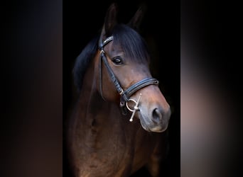 Niemiecki kuc wierzchowy, Klacz, 8 lat, 153 cm, Gniada