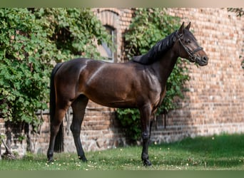 Niemiecki kuc wierzchowy, Klacz, 8 lat, 153 cm, Gniada