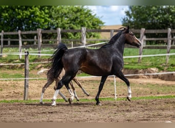 Niemiecki kuc wierzchowy, Klacz, 8 lat, 153 cm, Skarogniada