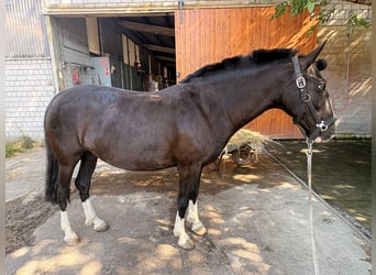 Niemiecki kuc wierzchowy Mix, Klacz, 8 lat, 154 cm, Kara