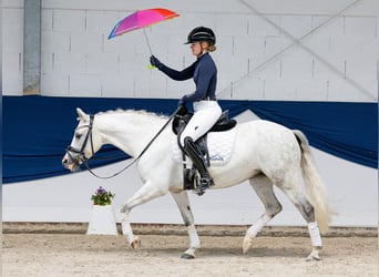 Niemiecki kuc wierzchowy, Klacz, 9 lat, 139 cm, Siwa