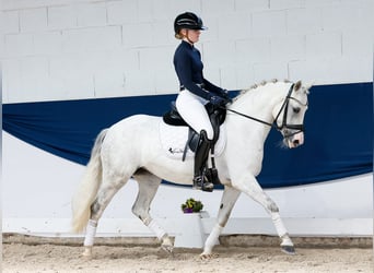 Niemiecki kuc wierzchowy, Klacz, 9 lat, 139 cm, Siwa