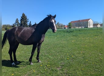 Niemiecki kuc wierzchowy, Klacz, 9 lat, 140 cm, Ciemnogniada