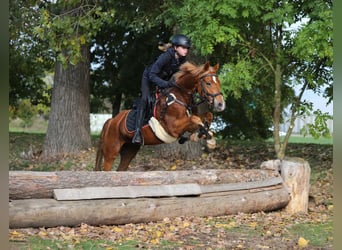 Niemiecki kuc wierzchowy, Klacz, 9 lat, 140 cm, Kasztanowata