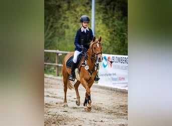 Niemiecki kuc wierzchowy, Klacz, 9 lat, 140 cm, Kasztanowata