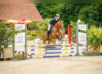 Niemiecki kuc wierzchowy, Klacz, 9 lat, 140 cm, Kasztanowata