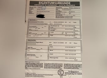 Niemiecki kuc wierzchowy, Klacz, 9 lat, 142 cm, Jelenia