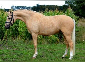 Niemiecki kuc wierzchowy, Klacz, 9 lat, 143 cm, Izabelowata