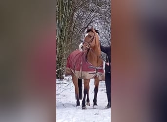 Niemiecki kuc wierzchowy, Klacz, 9 lat, 144 cm, Bułana