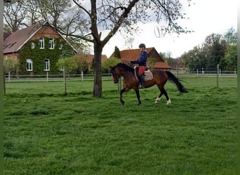 Niemiecki kuc wierzchowy, Klacz, 9 lat, 145 cm, Gniada