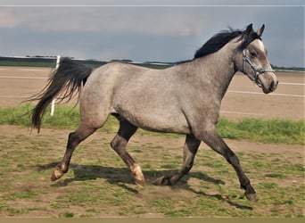 Niemiecki kuc wierzchowy, Klacz, 9 lat, 145 cm, Karosiwa