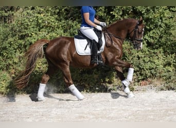 Niemiecki kuc wierzchowy, Klacz, 9 lat, 146 cm, Ciemnokasztanowata
