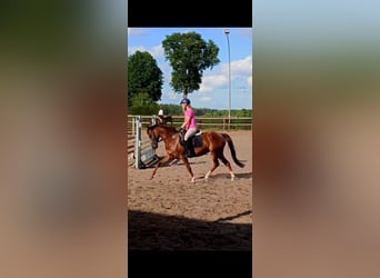 Niemiecki kuc wierzchowy, Klacz, 9 lat, 147 cm, Ciemnokasztanowata