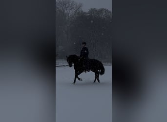 Niemiecki kuc wierzchowy, Klacz, 9 lat, 148 cm, Gniada