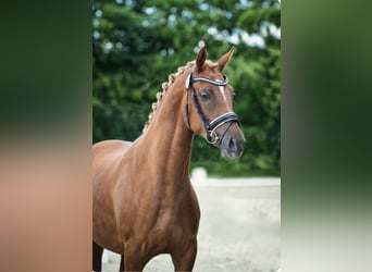 Niemiecki kuc wierzchowy, Klacz, 9 lat, 148 cm, Kasztanowata Niemiecki kuc wierzchowy, Klacz, 9 lat, 148 cm, Kasztanowata