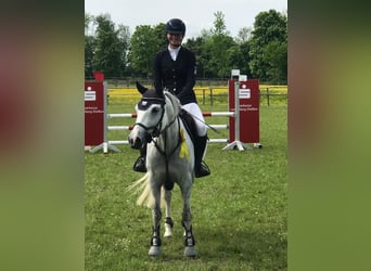 Niemiecki kuc wierzchowy, Klacz, 9 lat, 148 cm, Siwa