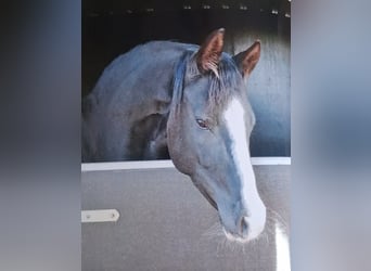 Niemiecki kuc wierzchowy, Klacz, 9 lat, 150 cm, Kara