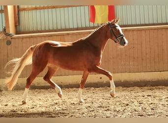 Niemiecki kuc wierzchowy, Klacz, 9 lat, 150 cm, Kasztanowata