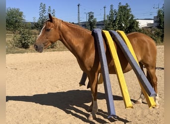 Niemiecki kuc wierzchowy Mix, Klacz, 9 lat, 152 cm, Kasztanowata