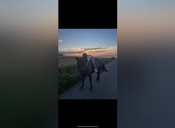 Niemiecki kuc wierzchowy Mix, Klacz, 9 lat, 155 cm, Ciemnogniada