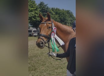 Niemiecki kuc wierzchowy, Klacz, 9 lat, 155 cm, Kasztanowata