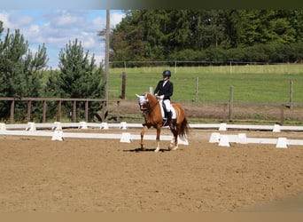 Niemiecki kuc wierzchowy, Klacz, 9 lat, 156 cm, Bułana