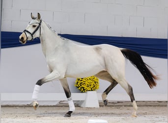 Niemiecki kuc wierzchowy, Klacz, Źrebak (04/2025), 147 cm, Bułana