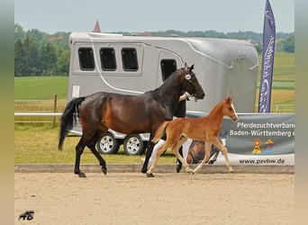 Niemiecki kuc wierzchowy, Klacz, , 147 cm, Kasztanowata