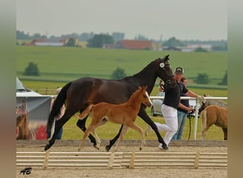 Niemiecki kuc wierzchowy, Klacz, , 147 cm, Kasztanowata