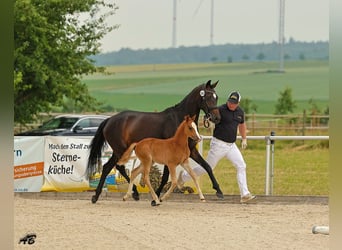 Niemiecki kuc wierzchowy, Klacz, , 147 cm, Kasztanowata