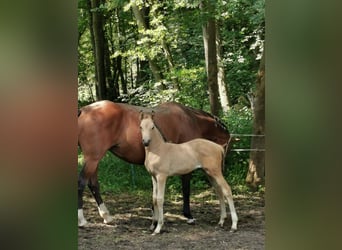 Niemiecki kuc wierzchowy, Klacz, Źrebak (05/2023), 148 cm, Bułana