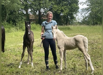 Niemiecki kuc wierzchowy, Klacz, , 148 cm, Cremello