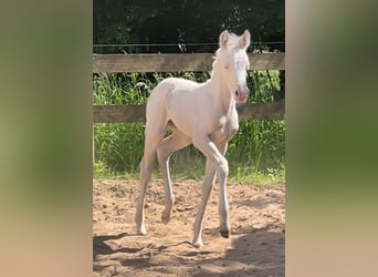 Niemiecki kuc wierzchowy, Klacz, , 148 cm, Cremello