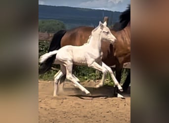 Niemiecki kuc wierzchowy, Klacz, , 148 cm, Cremello