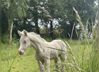 Niemiecki kuc wierzchowy, Klacz, , 148 cm, Cremello