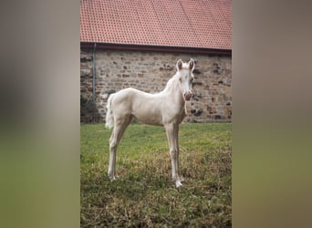 Niemiecki kuc wierzchowy, Klacz, , 148 cm, Cremello