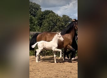Niemiecki kuc wierzchowy, Klacz, , 148 cm, Cremello