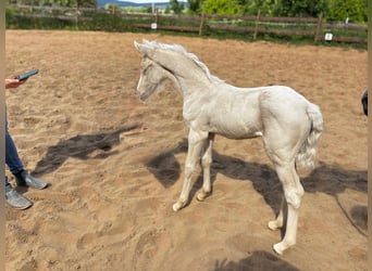 Niemiecki kuc wierzchowy, Klacz, , 148 cm, Cremello