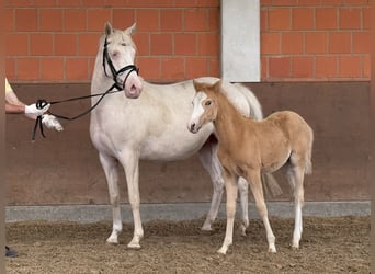 Niemiecki kuc wierzchowy, Klacz, Źrebak (03/2025), 148 cm, Izabelowata