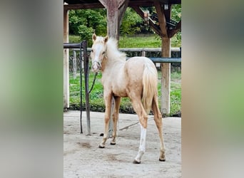 Niemiecki kuc wierzchowy, Klacz, Źrebak (05/2026), 148 cm, Izabelowata