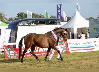 Niemiecki kuc wierzchowy, Klacz, Źrebak (03/2023), 148 cm, Jelenia