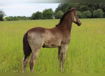 Niemiecki kuc wierzchowy, Klacz, Źrebak (04/2026), 148 cm, Jelenia