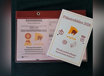 Niemiecki kuc wierzchowy, Klacz, Źrebak (05/2026), Izabelowata