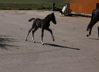 Niemiecki kuc wierzchowy, Klacz, , Kara