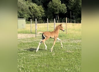 Niemiecki kuc wierzchowy, Klacz, , Kasztanowata