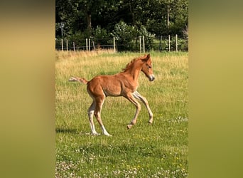 Niemiecki kuc wierzchowy, Klacz, , Kasztanowata
