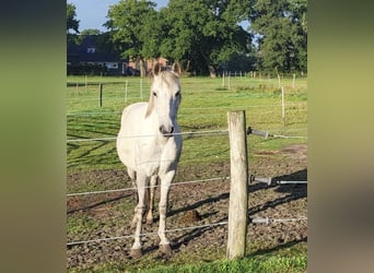 Niemiecki kuc wierzchowy, Ogier, 10 lat, 145 cm, Siwa