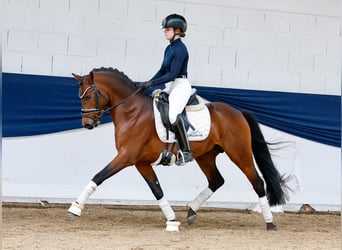 Niemiecki kuc wierzchowy, Ogier, 10 lat, 147 cm, Ciemnogniada