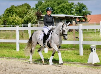 Niemiecki kuc wierzchowy, Ogier, 10 lat, 147 cm, Siwa